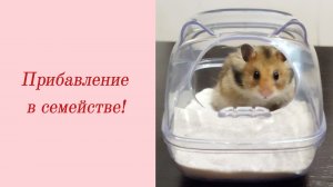 Прибавление в семействе!