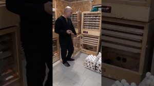 Инкубатор ИФ 672 отзыв.