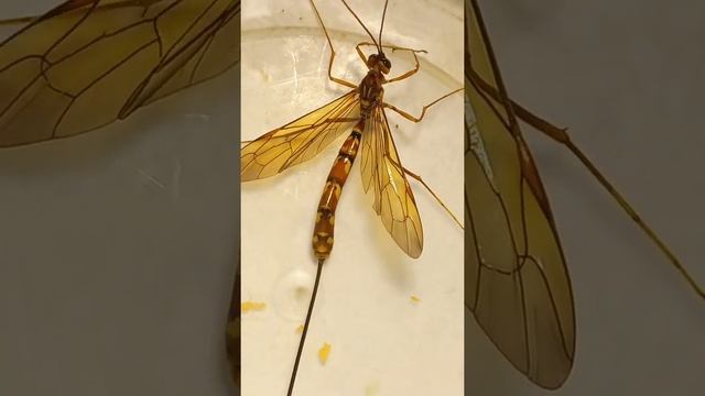 Who is a Long & Big Parasitic Wasp? Have You Seen Wasp Before? Kyiv, Ukraine. #ентомологія