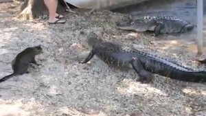 кот против крокодила.flv