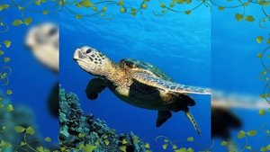 23 мая День черепахи. Песня.