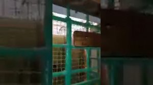 Внуки пророка саллаллаху алейхи вассалам Хасан и Хусейн