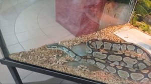 Днепр. Змеи, черепахи, свинки и многое другое 👌🤟🥰