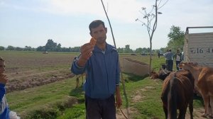 ПАЁШАНБЕ БОЗОРИ НОХЁАИ ФАРХОР РАЗБОР БАРОИ ГОВИ ШВЕД