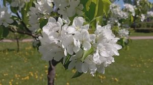 © Благоухание весны! 22.05.2024