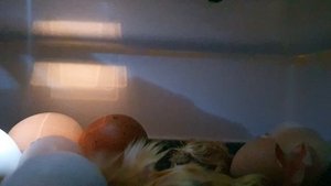 #цыплёнок   #инкубатор