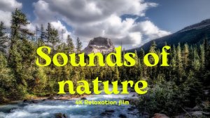 Sounds of the forest and river (Звуки леса и реки) - 4K - Relaxation Film With Calming Music