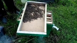 Подсиляем семью небольшим роем пчеловодство 2022 года