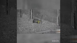 Ночная охота на крыс