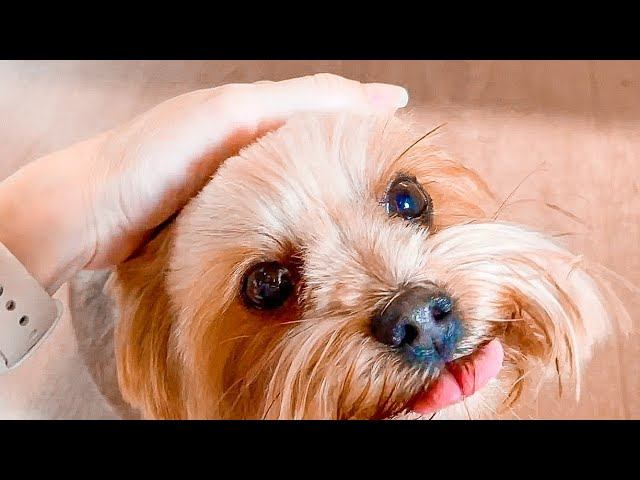 VLOG Отстригли Жене хвостик! 10-11.06.22 смотреть онлайн