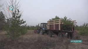 Где в Старом Осколе купить живые новогодние ёлки?