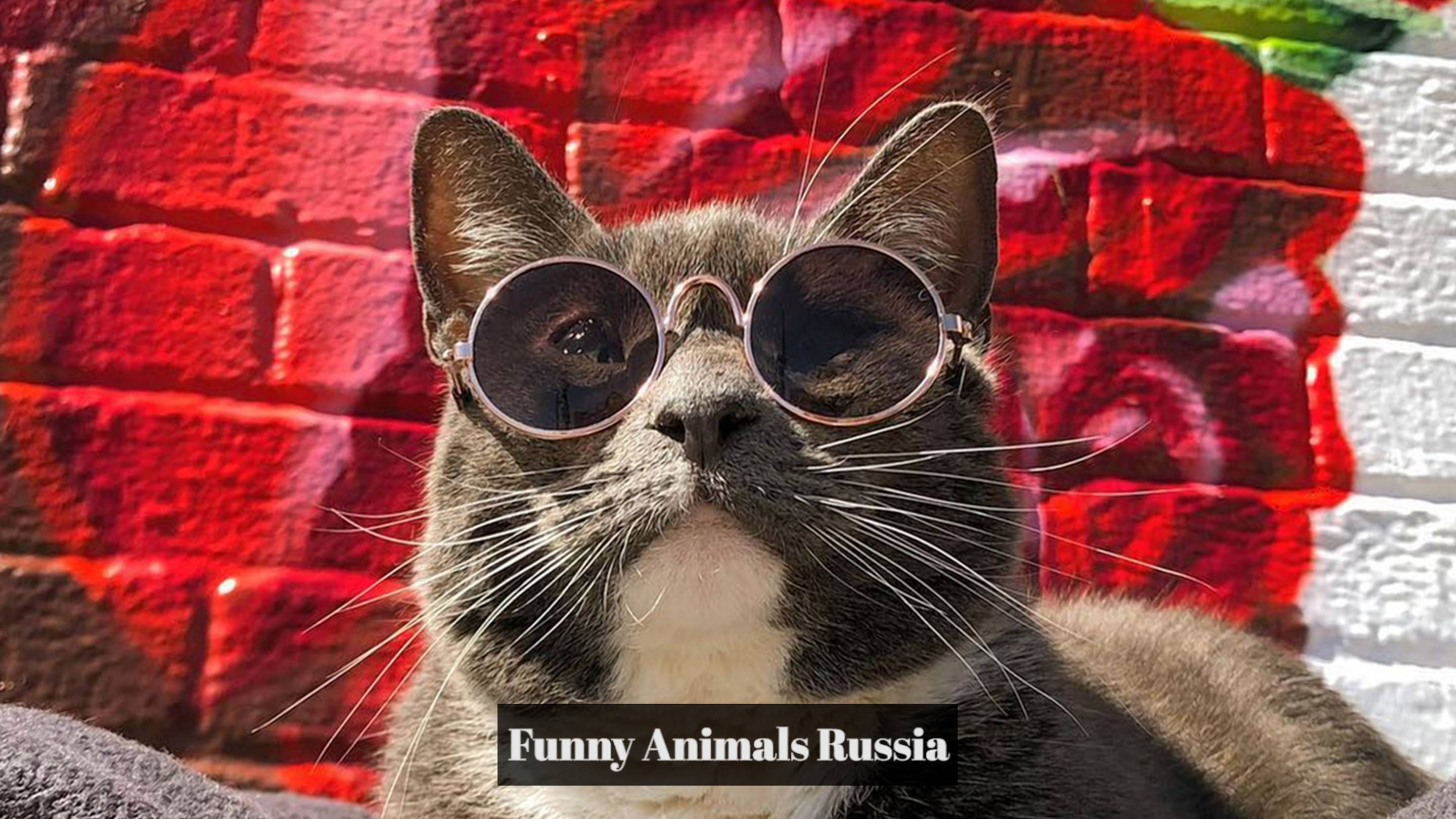 Свежие приколы 2024 9! Приколы с животными до слез! Приколы с котами и кошечками. Реальная ржака