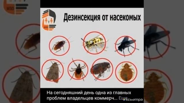 Дезинфекция от насекомых и грызунов