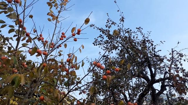 Иван Бунин Эпитафия 1902г. смотреть онлайн