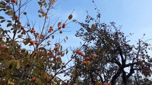 Иван Бунин Эпитафия 1902г.