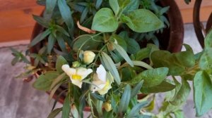 Доброго,зимнего утра!