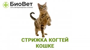 Стрижка когтей кошкам