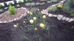 Начало создания сада своими руками. Часть 1.