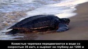 интересные факты про черепах