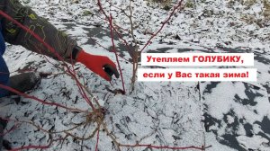 Утепляем ГОЛУБИКУ, если у Вас такая зима!