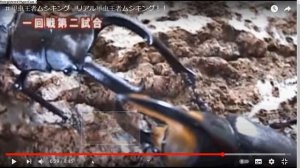 обзор битв жуков