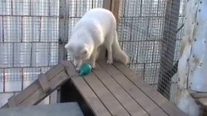 Домашний песец