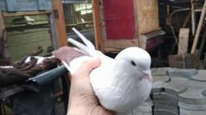 Краснохвостый бакинец #голуби #краснохвостые #бакинцы