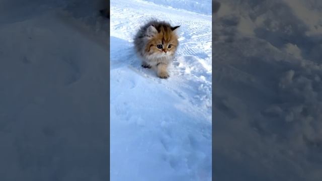 Котята на зимней прогулке ❤️