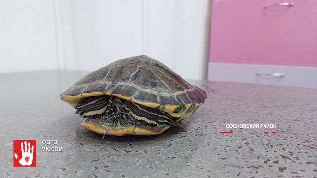 Летающая черепаха на дзен