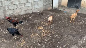другая семейства бойцовых кур и петуха , #бойцовая #птица #Махачкала #2020г