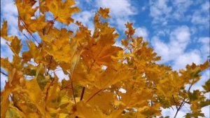 Пролистала осень лист календаря