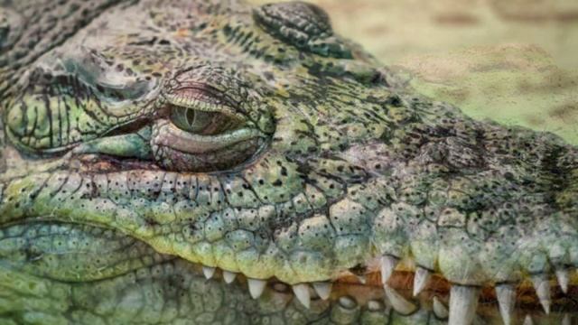 Крокодил🐊Звуки и фотографии крокодила 🐊
