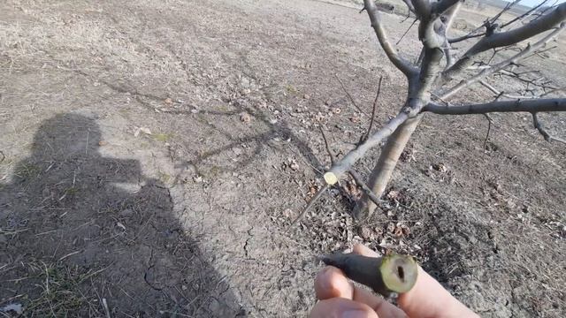 Обрезка плодовых деревьев