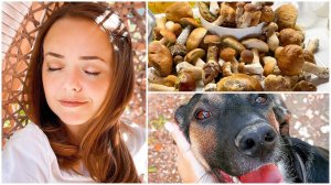 VLOG Собираем грибы! Волна белых грибов! Дачные хлопоты 27-29.08.21