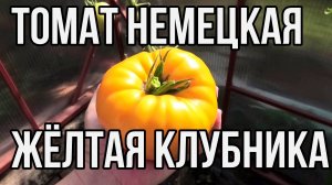 Томат Немецкая желтая клубника.