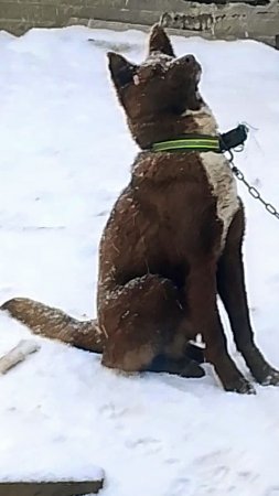 Ранним утром. Мишка, тот, кто любит снег.😁❄️🐕 Питомцы.