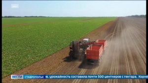 Ставропольские свекловоды собрали урожай в полтора миллиона тонн