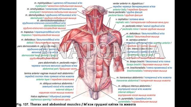 109.   Глибокі м'язи грудної клітки - AnatomUa_AUDIO