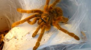 Pterinochilus murinus