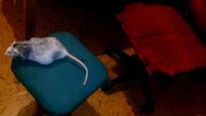 Прыжок крысы