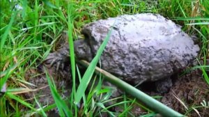 "Шаги Вечности: Путешествие в Мир Черепах"