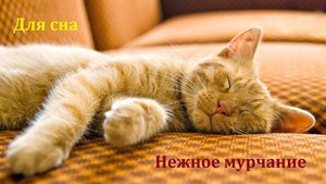 Мурчание питомца. Для сна