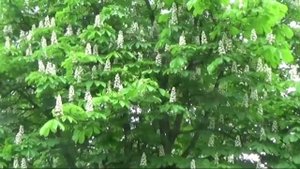 "А любовь рядом была"кавер от Надежды Ломаевой(Мульгановой)