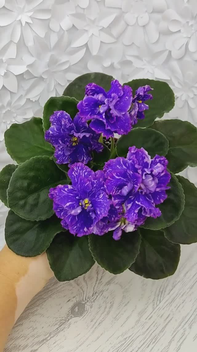 Фиалка НД-Уральские Самоцветы Люкс
