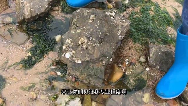 海上天氣陰晴不定，牛牛來趕海發現好多小“金蛋”，有人知道這是什麼啊？ 【牛牛趕海海鮮】