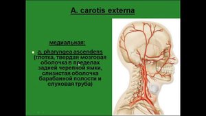 Наружная сонная артерия. Задние ветви. Конечные ветви