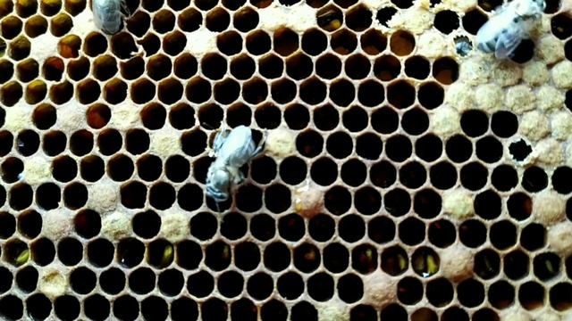 Рождение пчелы или смысл жизни. Meaning of life. смотреть онлайн