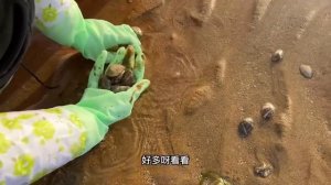 【大蝦合集】剛來就在礁石下發現隱藏大貨，附近全是新鮮大蝦，牛牛這次能吃全蝦宴了【牛牛趕海海鮮】