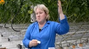 белокрылки для макролофуса настоящий деликатес1 2015 10 27 21 42 44 890