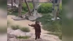 Самые смешные выходки обезьян, снятые на камеру: готовьтесь к ROFL!